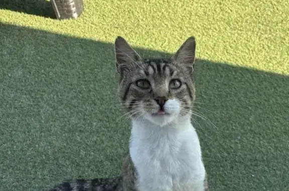 Chat craintif trouvé, maigre, blanc et tigré - photo