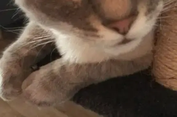 Animaux perdus Aytré, photo: Chat mâle disparu, siamois/Birmanie, Aytré