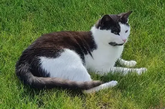 Chat perdu, Plérin, photo: Chatte perdue, 2 ans, rue René Guy Cadou