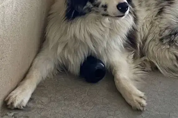 Chien perdu Étauliers, photo : Border Collie perdu à Étauliers