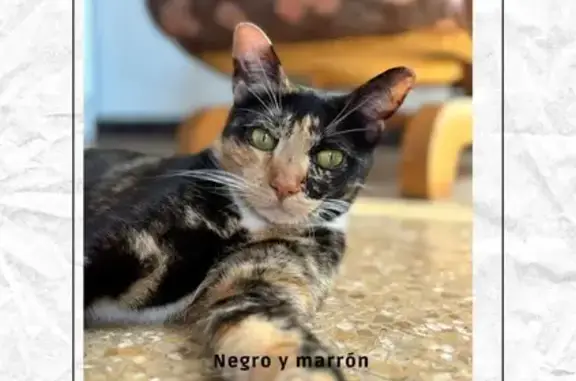 ¡Ayuda! Gato Perdido 'Chuchita' en Benimodo