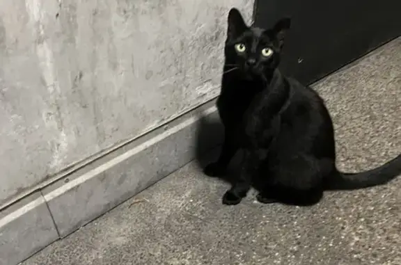 Chat noir trouvé miaulant fort à Grenoble - photo