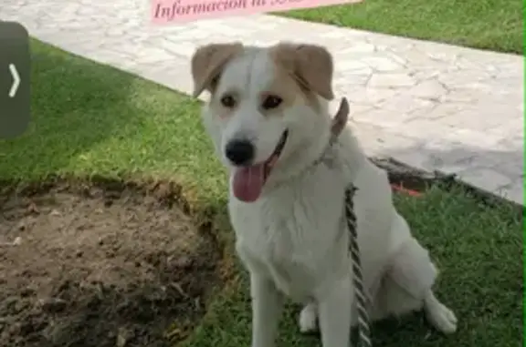 **Perro Encontrado: Macho Mediano Blanco y Miel**