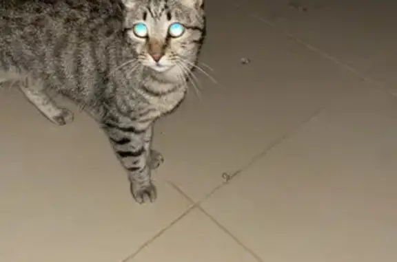 Animaux trouvés Afa, photo: Chatte tigrée câline trouvée à Afa