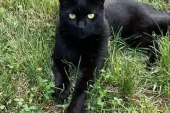 Missing Black Cat: Greenfield Rd, Adamstown