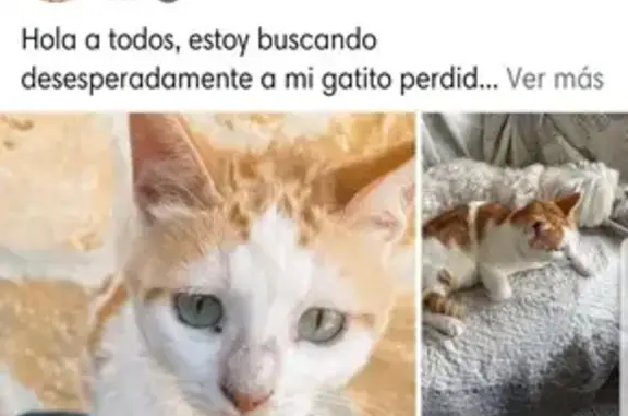 Gatito Chechu Perdido en Rincon de Matamoros