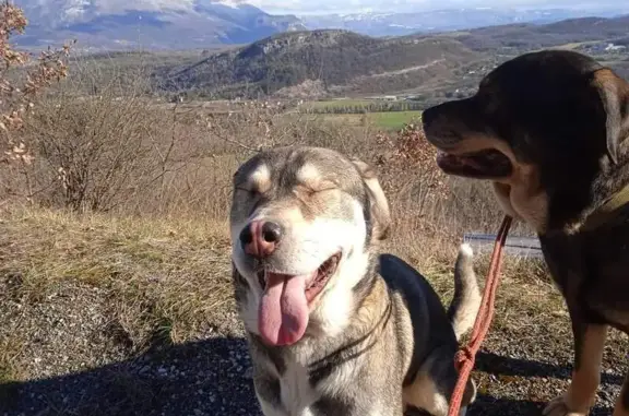 Chien perdu Virieu-le-Grand, photo : Disparition de Momo et Loubo à Virieu-le-Grand