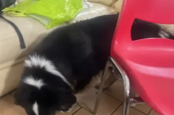 Chien trouvé sans collier à Grézieu-le-Marché - photo