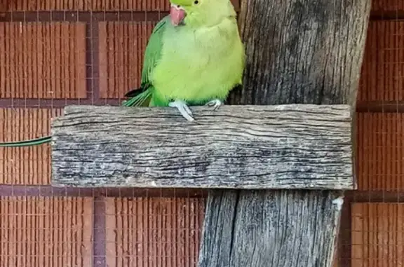 Lost Timid Green Parrot on Mitchell Drive