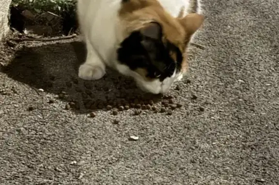 Chat tigre trouvé avec collier rose à Aix - photo