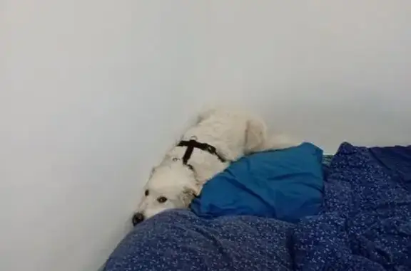 Chien Patou mâle perdu près d'Ortaffa - photo