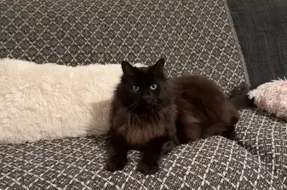 Animaux perdus Metz, photo: Chat Muscho disparu à Metz, boulevard Paixhans