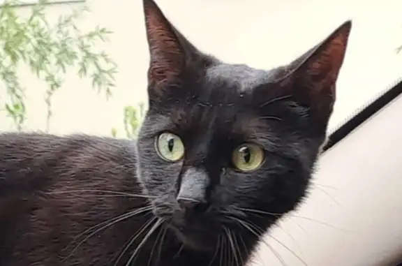 Chat perdu, Maisons-Laffitte, photo: Chatte noire disparue, répond à 