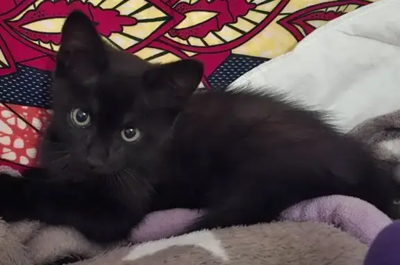 Chaton noir trouvé à Abbazia, cherche foyer - photo