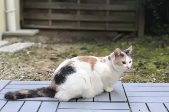Animaux perdus Nantes, photo: Chatte tricolore Pepita disparue à Nantes