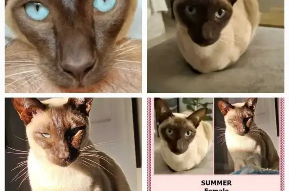 Missing Skittish Siamese Cat in Gqeberha