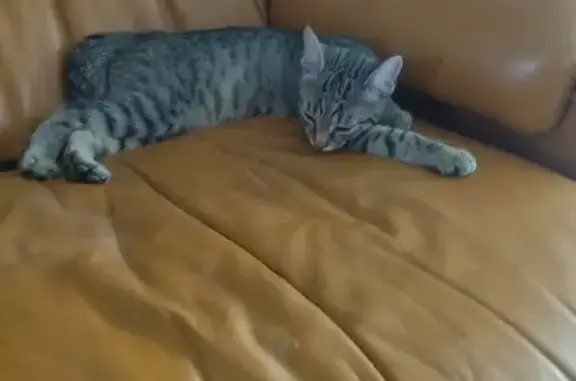 Chatte tigrée 4 mois trouvée, Rue du 8 Mai - photo