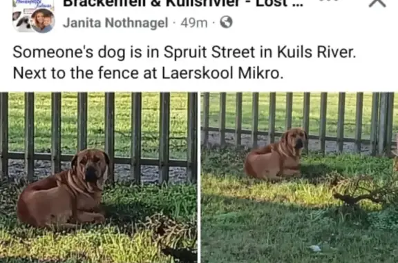 Found Tan Boerboel - Healthy, Spruit St, CT