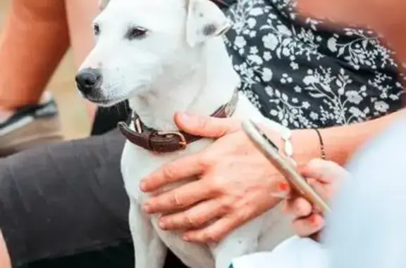 Chien perdu: Jack Russel blanche à Arzon - photo