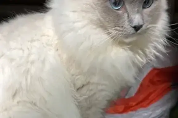 Animales encontrados , foto: ¡Ayuda! Zuri, Gato Beige/Blanco Perdido