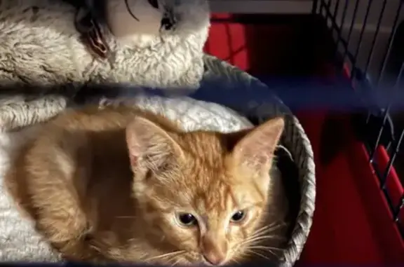 Chat trouvé Orthez, photo: Chaton roux trouvé, très sociable, Orthez