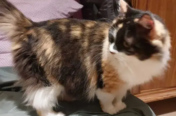 Chatte tricolore trouvée à Francheville - photo