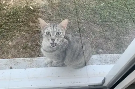 Chat trouvé jeune, miaule, Puech Tournez - photo