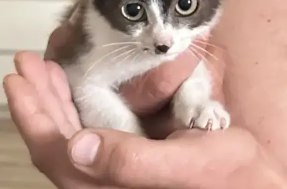 Chaton trouvé à Stutzheim-Offenheim - photo