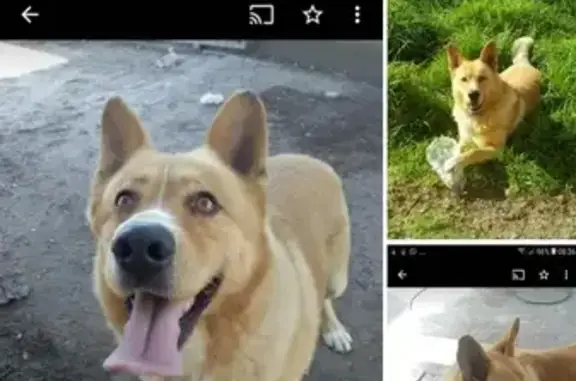 Lost Male German Shepherd X in Cape Town