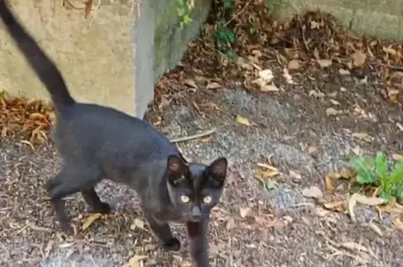 Chaton noir trouvé Rue du Chablais à 10h30 - photo