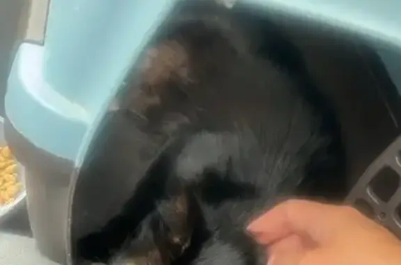 Chatte noire trouvée, douce et câline, Chambray - photo