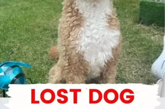 Lost Cockapoo: Nervous & Hungry on Redwood Dr