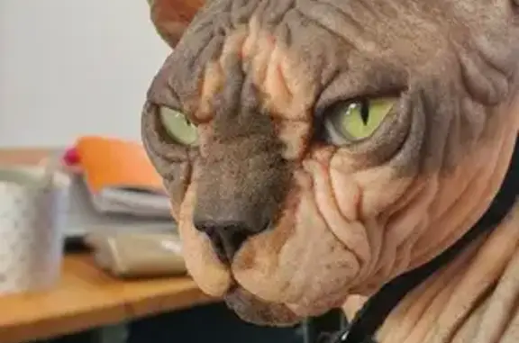 Animaux perdus Béziers, photo: Chat Sphynx Perdu à Béziers - Rue Louis Jouvet