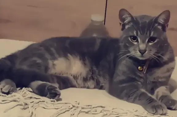 Chat perdu, , photo: Chat perdu : Luffy, mâle tigré gris, 2 ans, rue Savard