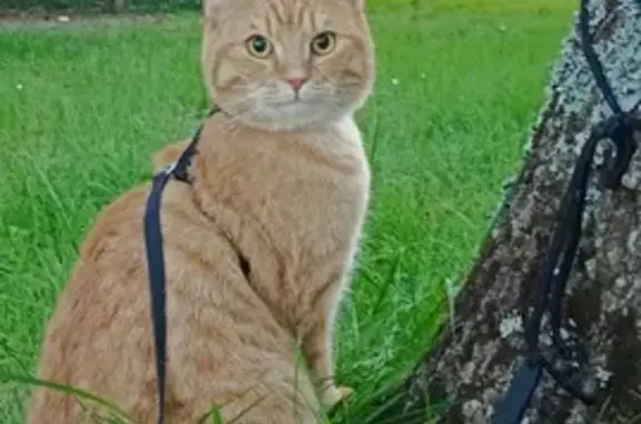 Chat roux clair perdu à Bretignolles-sur-Mer - photo