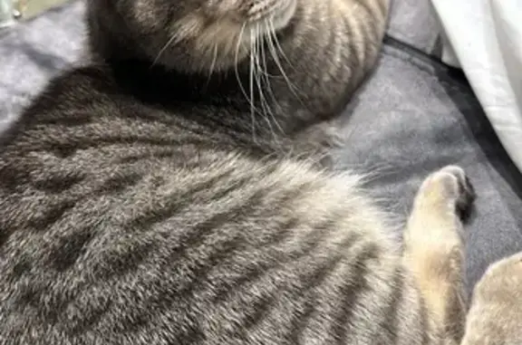 Missing Cat: Gray/Brown Male, Glenbrook Rd