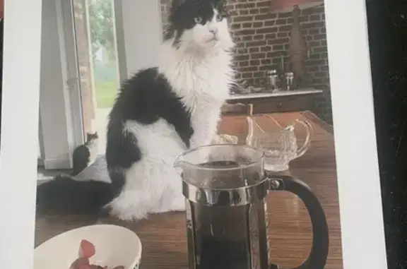 Chat perdu, , photo: Chatte noire et blanche perdue, Saint-Martin