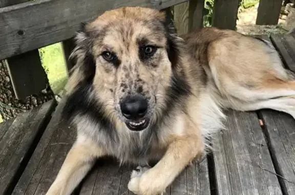 Chien mâle trouvé à Saint-Pierre-dels-Forçats - photo