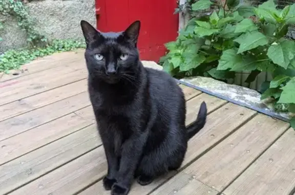 Animaux perdus Pouzauges, photo: Oscar, chat noir perdu à Pouzauges