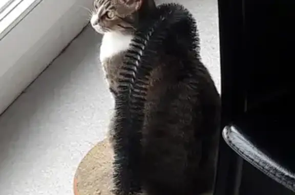 Chat perdu, Le Mans, photo: Chatte disparue, craintive et blessée au Mans