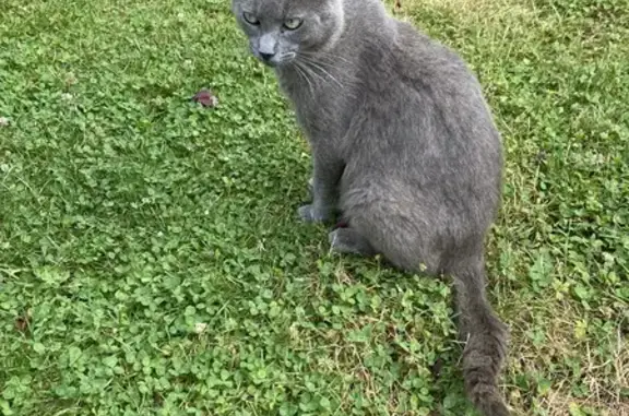 Chat mâle chartreux trouvé à Vendeville - photo
