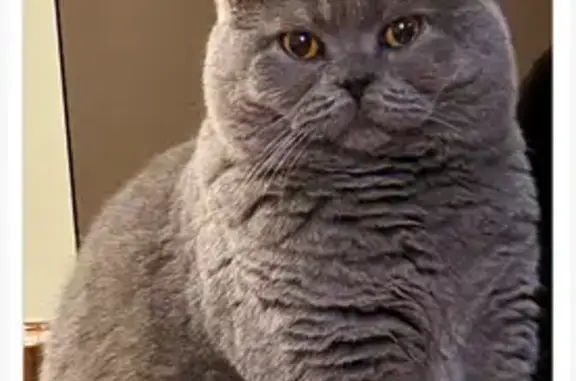 Animaux perdus Nîmes, photo: Chatte british bleue perdue à Nîmes