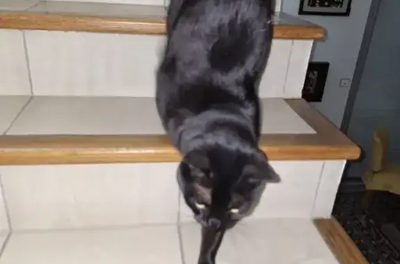 Animaux perdus Châtenay-Malabry, photo: Chatte noire perdue à Châtenay-Malabry