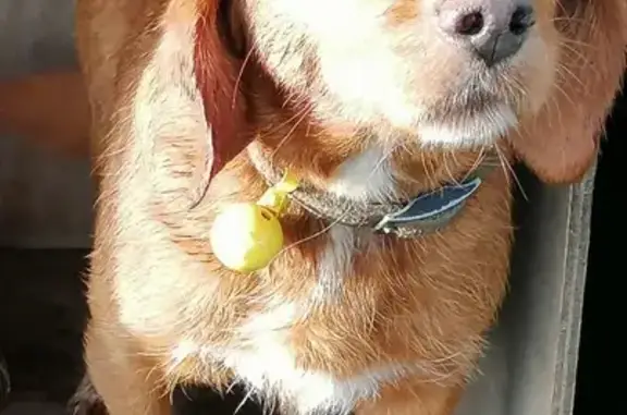 Animaux perdus , photo: Chien perdu: IRIS, basset fauve, collier jaune