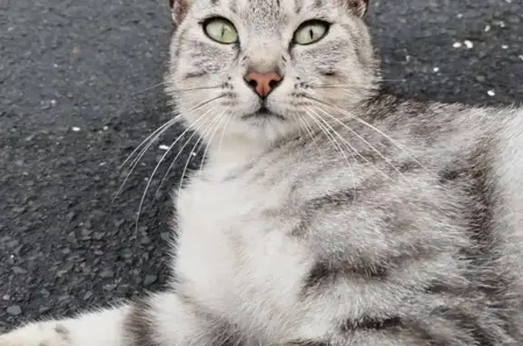 Animaux trouvés Caen, photo: Chat trouvé à Caen, rue de Bény-sur-Mer