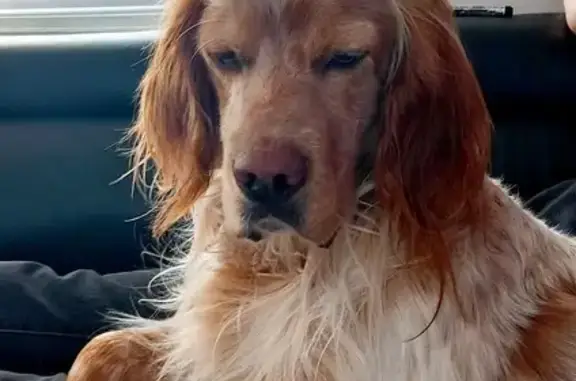 Chien perdu , photo : Setter Anglais marron perdu à Brem-sur-Mer