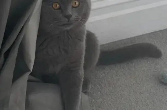 Lost Grey British Shorthair Cat in Sefton