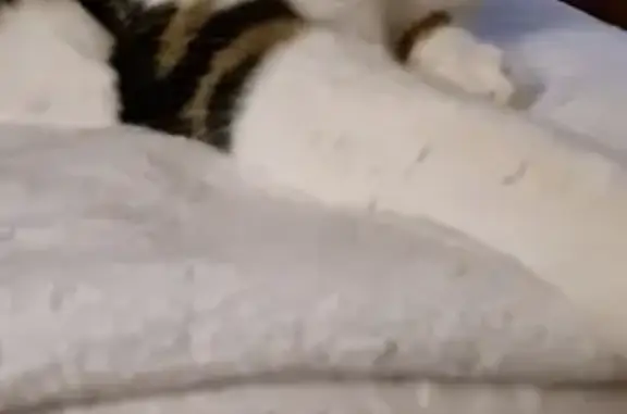 Animaux perdus Reyrieux, photo: Chatte tigrée Zoé disparue à Reyrieux