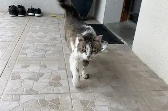 Chat maigre et sociable trouvé à Dalou - photo