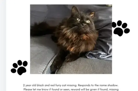 Missing Fluffy Cat 'Shadow' - Cash Reward!